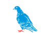 PIGEON